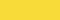 Crocus Yellow